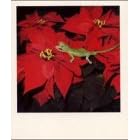 Nobuyoshi Araki Polaeroid