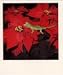 Book Nobuyoshi Araki Polaeroid