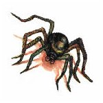 Spider Temporary Tattoo 2x2