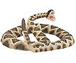 Safari Eastern Diamondback Rattlesnake