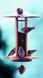 Outdoor Living : Schrodt Designs Model SBL Songbird Lantern