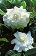 First Love Gardenia One Gallon