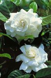 First Love Gardenia One Gallon