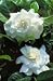 First Love Gardenia One Gallon