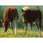 Eigenschaften Ravensburger 09907 / Ravensburger 09907 - Shetland-Fohlen, 90 Teile