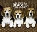 beagle13 - Beagles 2010 Deluxe Wall Calendar