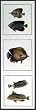Art Poster Metal Framed Print - Tropical Fish I - Artist: unknown- Poster Size: 28 X 18