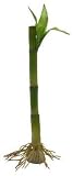 TETRA SILK Water Wonders ASIAN BAMBOO LARGE 10-11 Inch