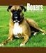 boxer1 - Boxers 2010 Hardcover Engagement Calendar