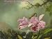 Martin Johnson Heade: A Survey : 1840-1900