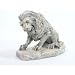 Lion Sitting
