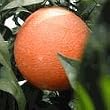 Late Navel Orange Tree Five Gallon Dwarf