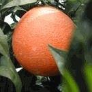 meyer lemons trees-Late Navel Orange Tree Five Gallon Dwarf