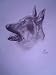 Dog 2, Drawing by Nga Vo, Original