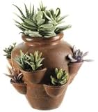 12 cactus garden