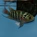 Fly Neo Dragon Flowerhorn