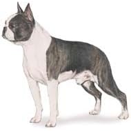 7.5cm x 5cm Acrylic Fridge Magnet-Boston Terrier