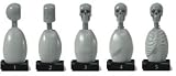 Artist Bust: Skeleton Torso Set