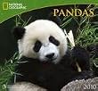 Pandas National Geographic 2010 Wall Calendar 13" X 12"