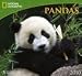 Pandas National Geographic 2010 Wall Calendar 13" X 12"