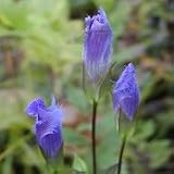 Fringed Gentian (Gentiana crinita) - Jumbo Wildflower Seed Packet