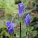 Fringed Gentian (Gentiana crinita) - Jumbo Wildflower Seed Packet