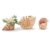 Set Of 3 Seashell Planters/Vase For Plants, Flowers And Home Decor