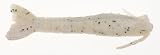  : Berkley Gulp! Saltwater 4" Shrimp, Sugar&Spice