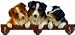 Australian Shepherd Calendar Caddy 2008