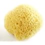 Luxurious Honeycomb Natural Sea Sponge (6.5-7") by Natural Sea Sponge