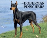 Just Dobermans 2008 Calendar (Just)