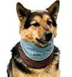 Cool It Dog Bandana - Large - Assorted