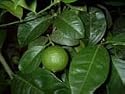Citrus Tahiti Lime Tree