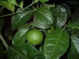 Citrus Tahiti Lime Tree