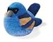 Blue Grosbeak