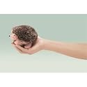 Hedgehog Finger Puppet [Toy] [Toy] [Toy]