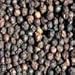 Indus Organics Malabar Black Peppercorns, Premium Grade, High Purity, Freshly Packed, 8 Ounce