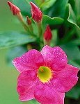 Mandevilla Red Riding Hood One Gallon
