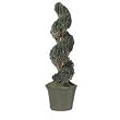 Preserved Spiral Juniper with Mache Pot (Evergreen) (60"H)