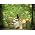 Thumbnail image of Abra Moore