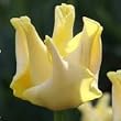 Yellow Crown Tulip Seed Pack