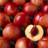 Snow Queen Nectarine Tree Five Gallon