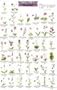 Mac's Guide-Pac Nw Wildflowers (Mac's Guides (Flash Cards))