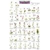 Mac's Guide-Pac Nw Wildflowers (Mac's Guides (Flash Cards))