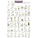 Mac's Guide-Pac Nw Wildflowers (Mac's Guides (Flash Cards))