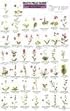 Mac's Guide-Pac Nw Wildflowers (Mac's Guides (Flash Cards))