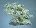 Jade Gemstones Bonsai Tree
