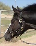 Colored Eyelets Adjustable Halter w/snap - Black