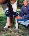 HOCK or ANKLE Equine Leg Ice Wrap