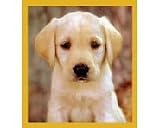 Yellow Lab Puppy